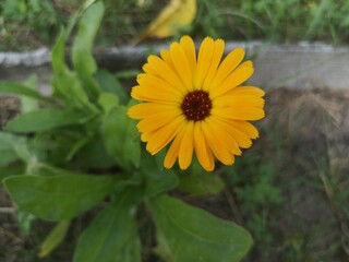 Marigold blooming. One orange yellow color flower in garden. Calendula