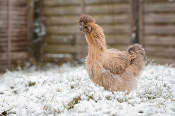 Seidenhuhn im Schnee