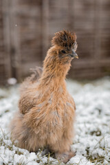 Seidenhuhn im Schnee