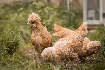Drei Paduaner beim Körner picken