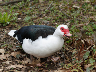 Canard de Barbarie (Cairina moschata) 
