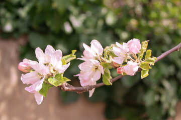 flowering branch of apple tree in the garden against the background of the wall