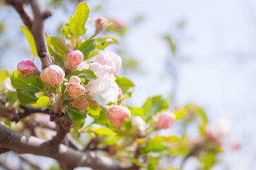 unblown apple flowers on a branch with green leaves in the garden against a blurry sky