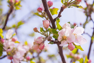 branch of apple tree with pink flowers on a background of flowering trees