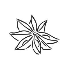 Vector line drawing handmade star anise isolated on white background. sketches of spices