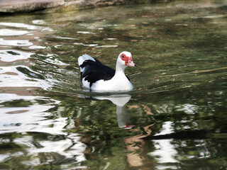 (Cairina moschata) Canard de Barbarie surnommé canard d'Inde, au plumage noir et blanc, face rose...