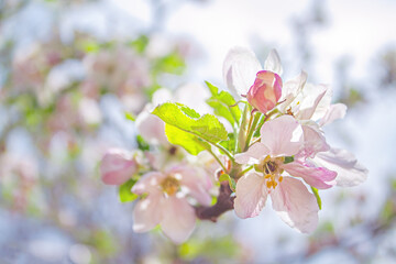 apple tree flowers close-up in the garden
