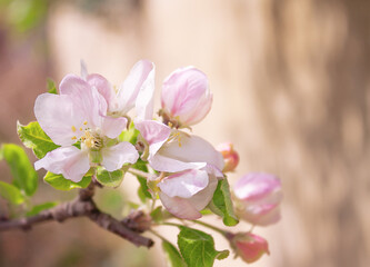 apple-tree flowers on a wall background with shadows
