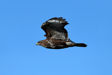 fliegender Mäusebussard (Buteo buteo) // flying Common Buzzard (Buteo buteo)