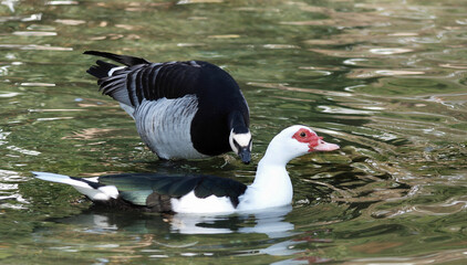 (Cairina moschata) Canard de barbarie au plumage blanc et noir à reflet vert croisant sur l'eau une bernache agressive