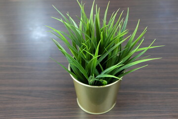 Small trees decorate your house, room, garden or condo because it is easy to grow.