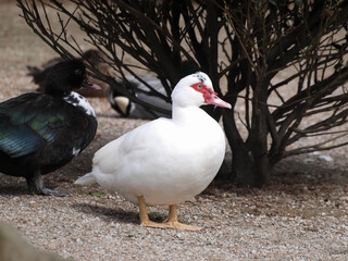(Cairina moschata) Canard de Barbarie au plumage blanc se dandinant sur la berge