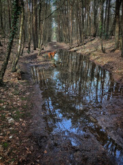 Flooding in forest Uffelte Drente Netherlands. Dog. Reflections.