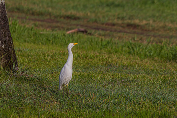 The egret stands in the low grass near a tree. The western cattle egret (white egyptian heron, Bubulcus ibis) is a bird Ardeidae family that lives in the tropics, subtropics and warm temperate zones.