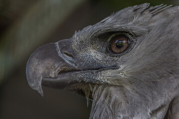 Close-up profile portrait of a harpy eagle. The American harpy eagle (Harpia harpyja) lives in the tropical lowland rainforests of America. It's a Near Threatened species.