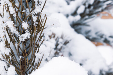 Winter background. Snow-covered branch of green spruce on the street.