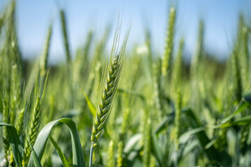 Close up shot of green wheat field