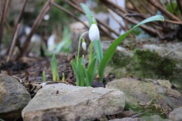 Schneeglöckchen (Galanthus), eine Pflanzengattung innerhalb der Familie der Amaryllisgewächse (Amaryllidaceae)