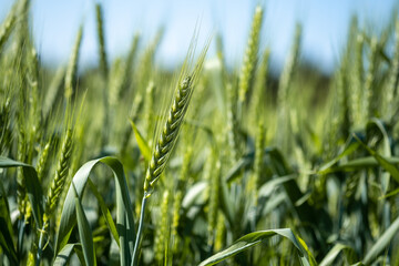 Close up shot of green wheat field