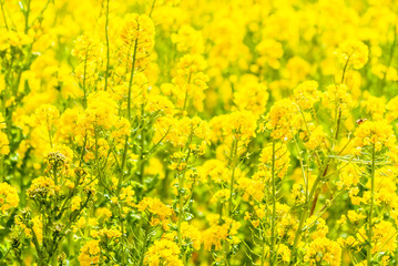Obraz premium 菜の花畑