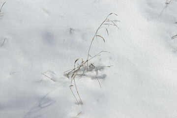 Dry grass in the snow. Snow covered nature. Winter photography in the style of minimalism