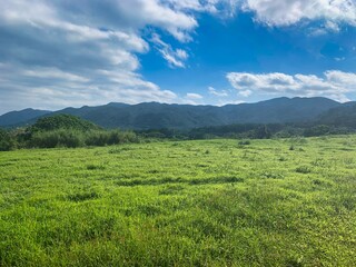 石垣島の緑の広がる畑の風景
