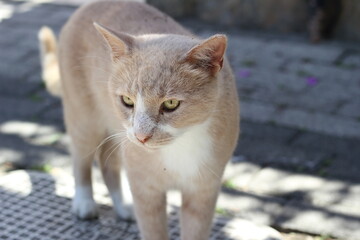 Fototapeta premium portrait of a cat