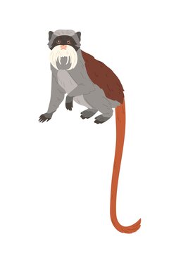 Emperor tamarin or small monkey with long facial hairs, gray coat and reddish tail. American animal with colorful fur. Colored flat vector illustration isolated on white background