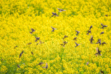 スズメの群れと菜の花畑