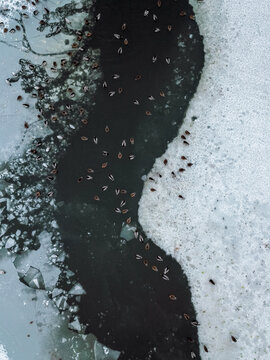 Aerial view of multiple ducks in frozen lake in Telsiai, Lithuania