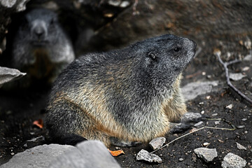 Marmot sitting near its hole. Latin name – Marmota marmota