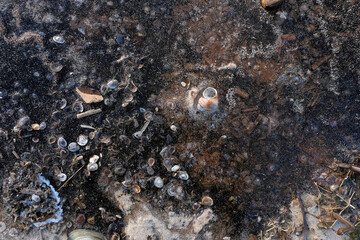 Natural backgroud of seashells in frozen water sea
