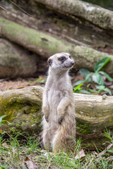 The meerkat (Suricata suricatta) stands alone as guard
A small carnivoran belonging to the mongoose family.
Its face tapers, coming to a point at the nose, which is brown. 