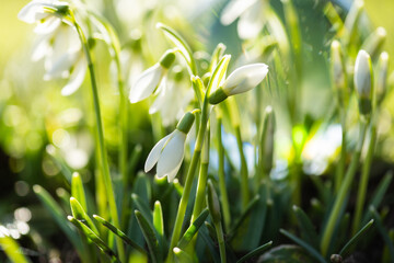 zarte Frühlingsboten blühen im Garten, Schneeglöckchen als Symbol für den Vorfrühling.