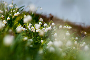 Śnieżyca wiosenna kwitnąca nad brzegiem jeziora solińskiego, Bieszczady, Solina, podkarpacie, spring snowflake © LukaszB