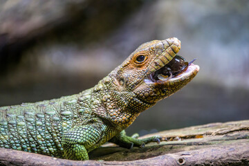 The Northern caiman lizard is eating golden apple snail. 
It is a species of lizard found in northern South America.
The body of the caiman lizard is very similar to that of a crocodile. 