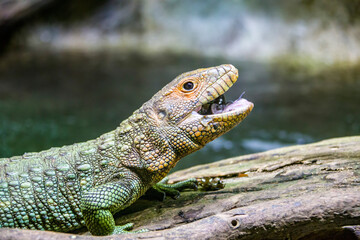 The Northern caiman lizard is eating golden apple snail. 
It is a species of lizard found in northern South America.
The body of the caiman lizard is very similar to that of a crocodile. 