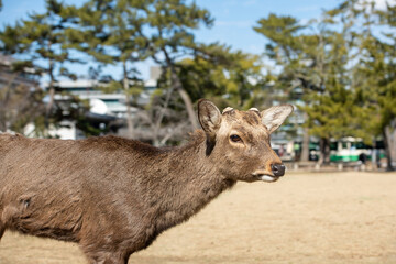 Obraz na płótnie Canvas 奈良の鹿