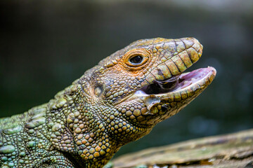 The Northern caiman lizard is eating golden apple snail. 
It is a species of lizard found in northern South America.
The body of the caiman lizard is very similar to that of a crocodile. 