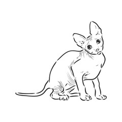 sketch of a sphinx cat, isolated, on a white background. sphinx cat, vector sketch on a white background