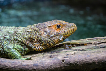 The Northern caiman lizard is eating golden apple snail. 
It is a species of lizard found in northern South America.
The body of the caiman lizard is very similar to that of a crocodile. 