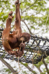 Naklejka premium a baby Bornean orangutan is hanging on rope The orangutan is a critically endangered species, with deforestation, palm oil plantations, and hunting posing a serious threat to its continued existence