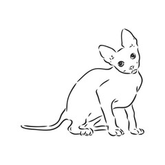sketch of a sphinx cat, isolated, on a white background. sphinx cat, vector sketch on a white background