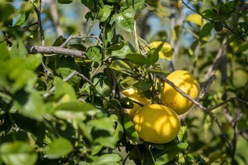 Pomelo fruits growing on a green branch