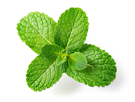 Premium Photo  Isolated of a Delicate Mint Leaf Showcasing Its