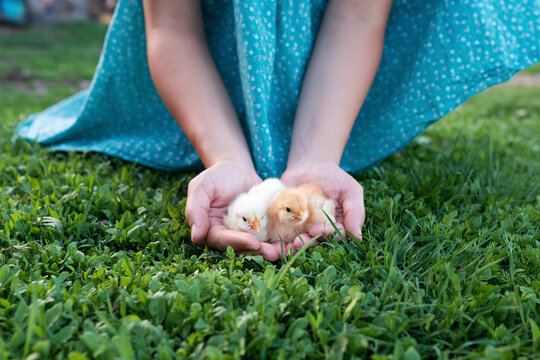 Woman holding just hatched chicks in her hand on the backyard of village house. green grass background