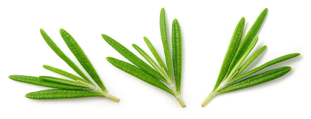 Rosemary isolated on white background. Top view rosemary twig set. Green rosemary herbs isolated on...