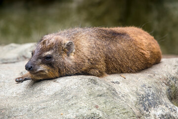 a Rock hyrax stands alone.
it is a medium-sized terrestrial mammal native to Africa and the Middle...