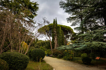 Yalta, Crimea, November 24, 2020, Massandra Park, views of trees-palm trees, fir trees and others