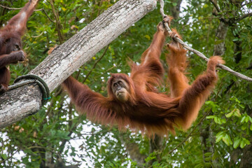 a Bornean orangutan is hanging on rope
The orangutan is a critically endangered species, with...